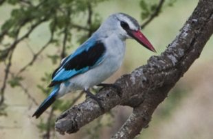 Kingfisher in Tarangire